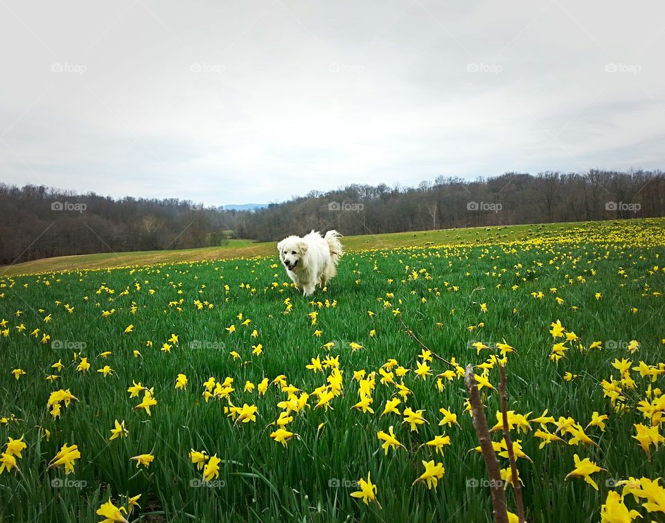A dog walks through a field of daffodils.