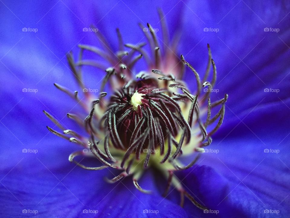 Macro of a Clematis  