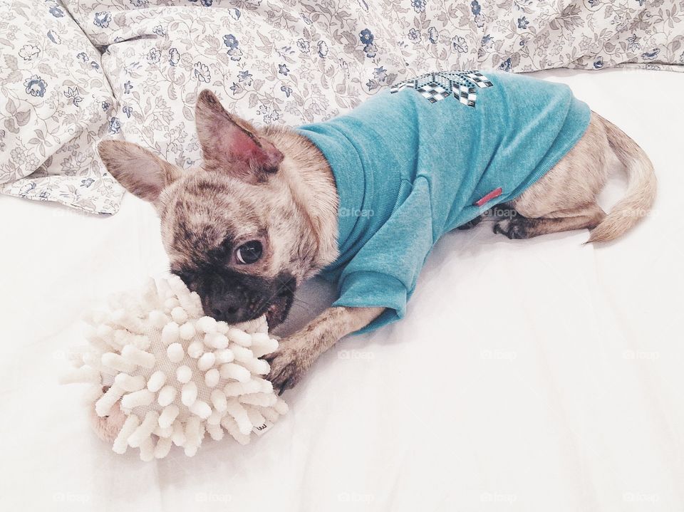 Cute chihuahua puppy playing with the toy in the bed