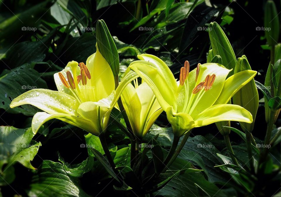 Three Yellow Flowers