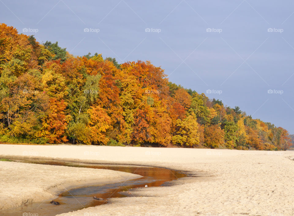 Autumn trees at beach