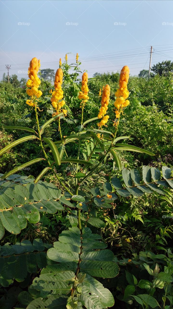 Senna alata is a medicinal herb of Leguminosae family. It is distributed in the tropical and humid regions. The plant is traditionally used in the treatment of typhoid, diabetes, malaria, asthma, ringworms, tinea infections, scabies and other disease