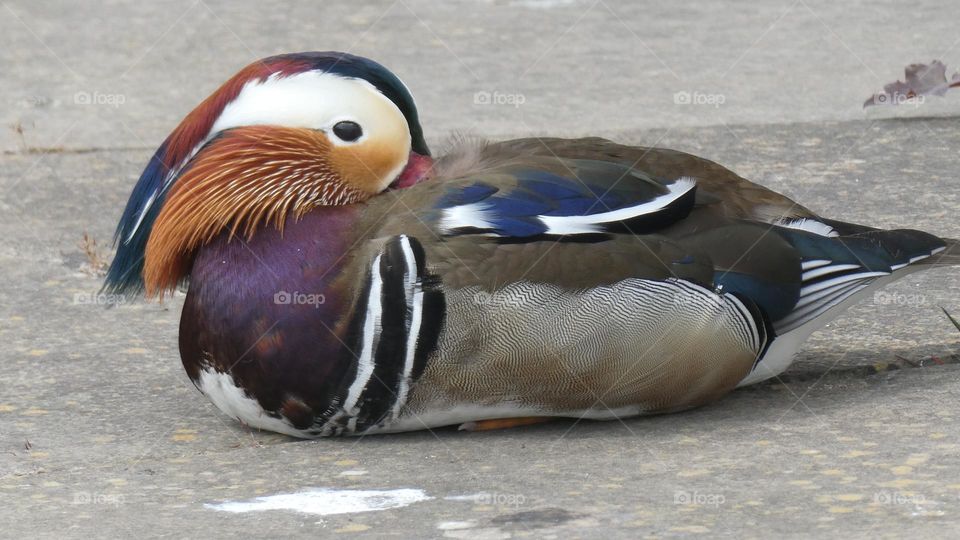 A mandarin duck in a London park