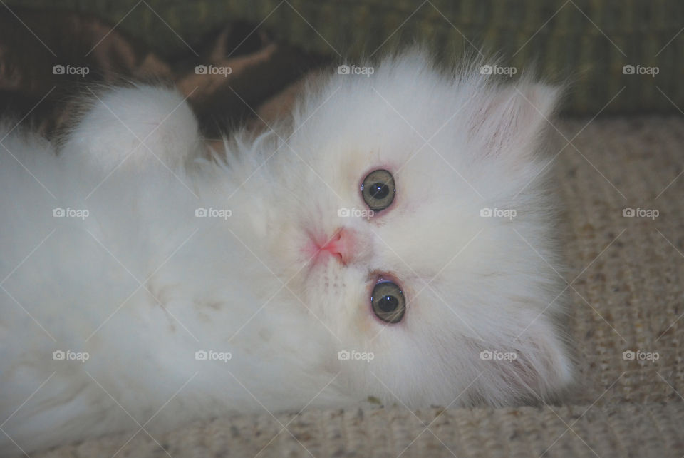 Sweet baby Persian kitten relaxing on the couch.