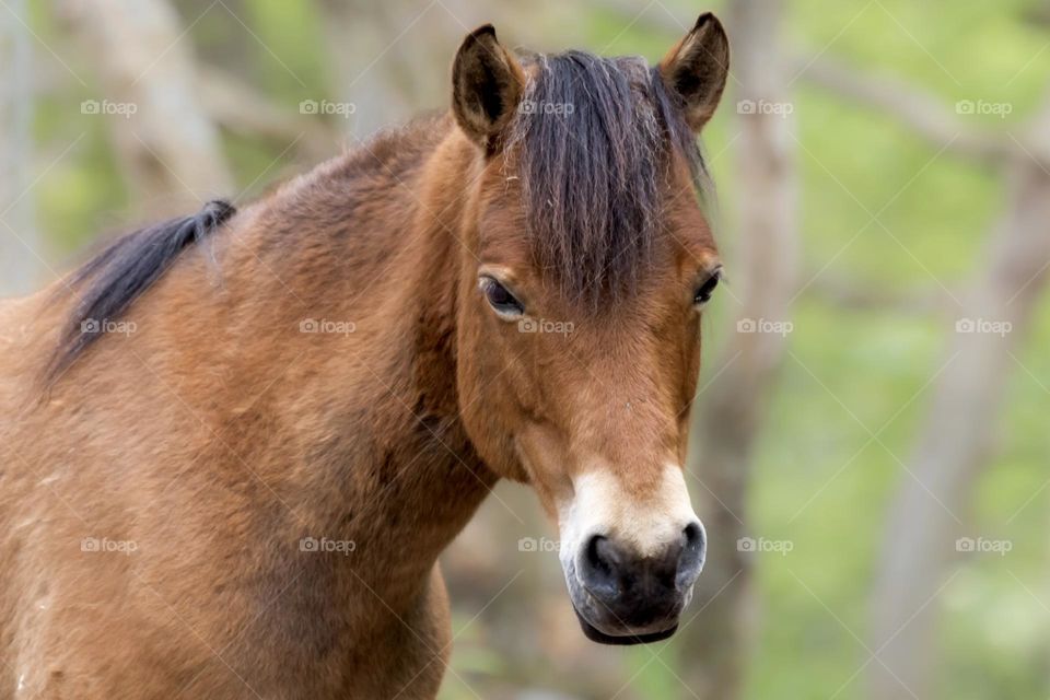 Head portrait of a beautiful brown horse outdoors 