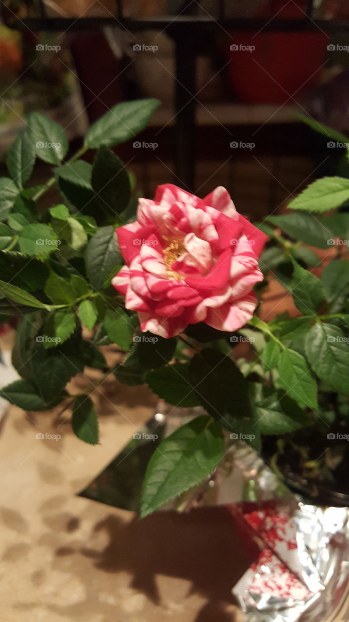 Flower, No Person, Leaf, Rose, Nature