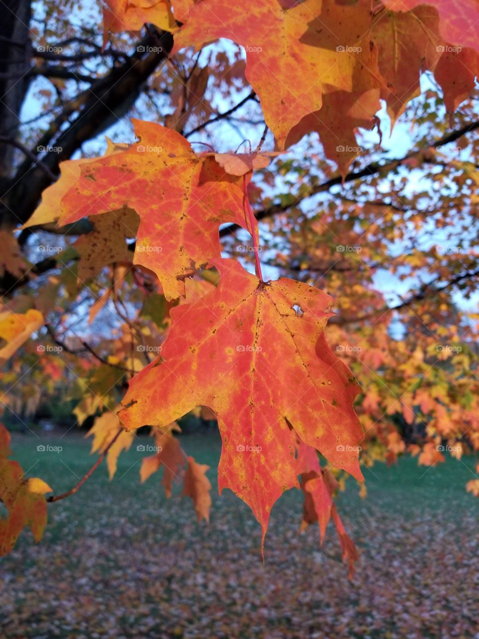 Fall, Leaf, Maple, No Person, Modify