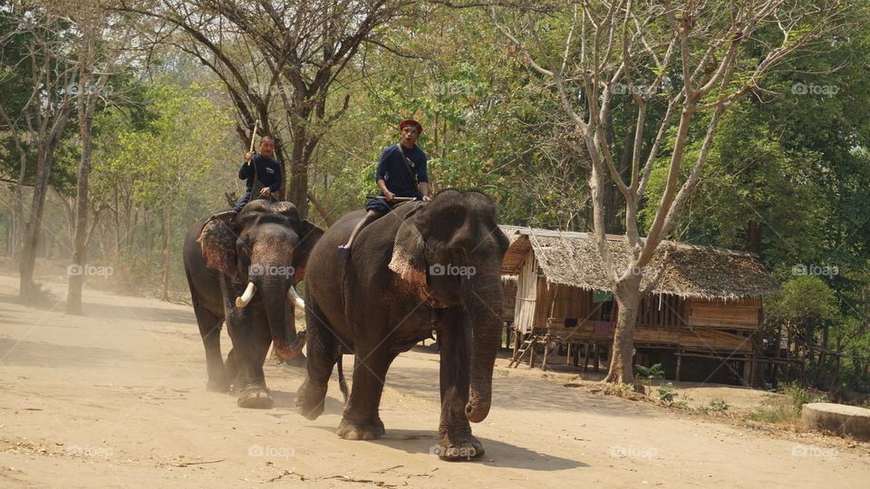Riding elephants 