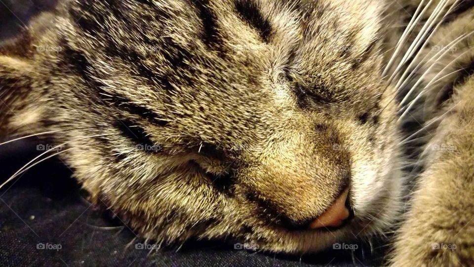 close up sleeping cat face
