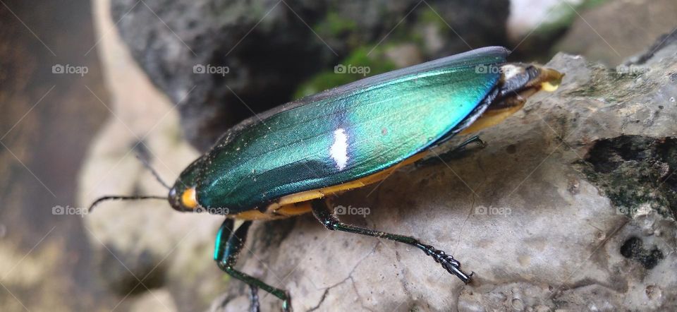 Gem beetles are often brightly colored and always have a hint of color usually on the underside.