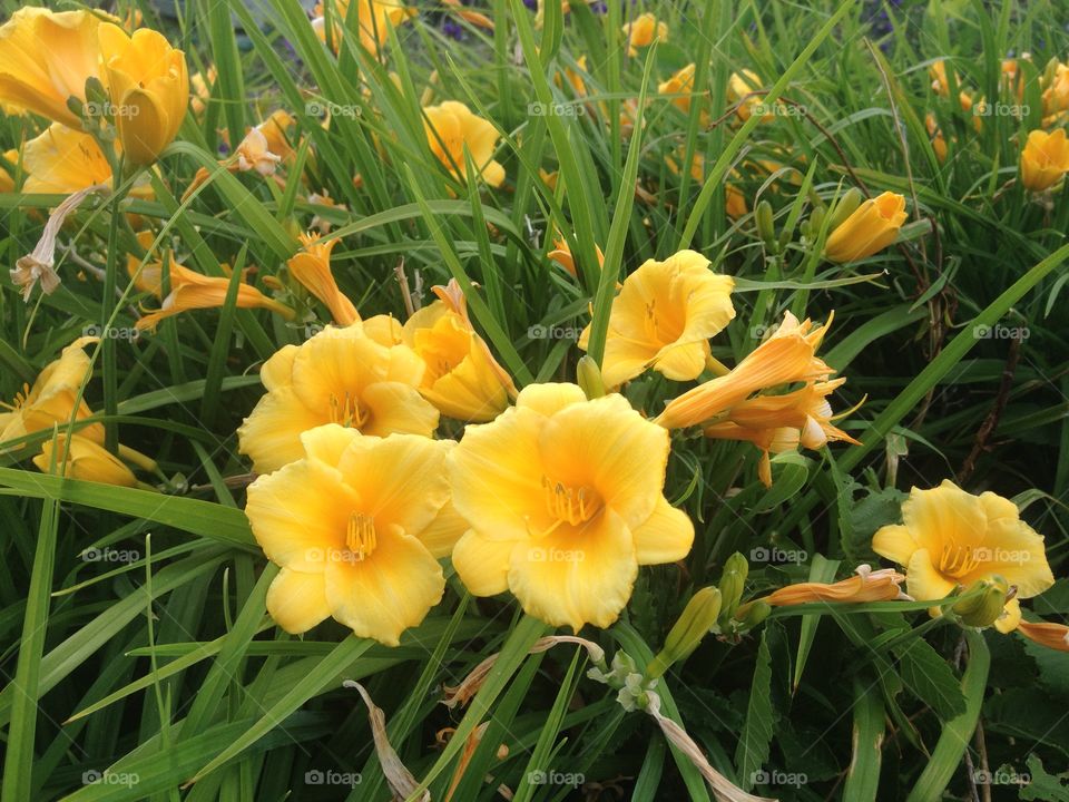 beautiful buttercups