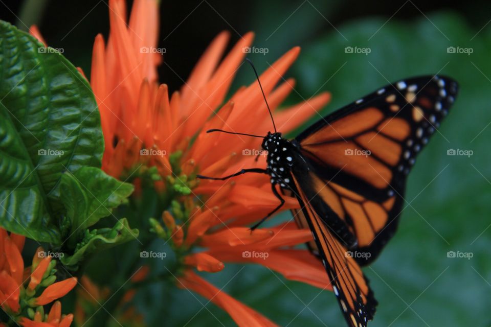 Orange monarch butterfly alighting on tropical orange flower, against a green backdrop closeup 