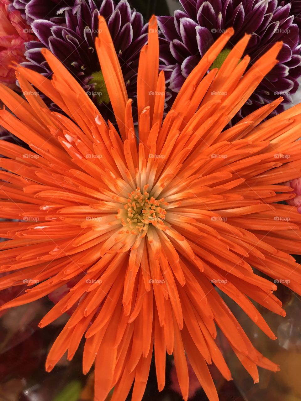 Orange flower up close 