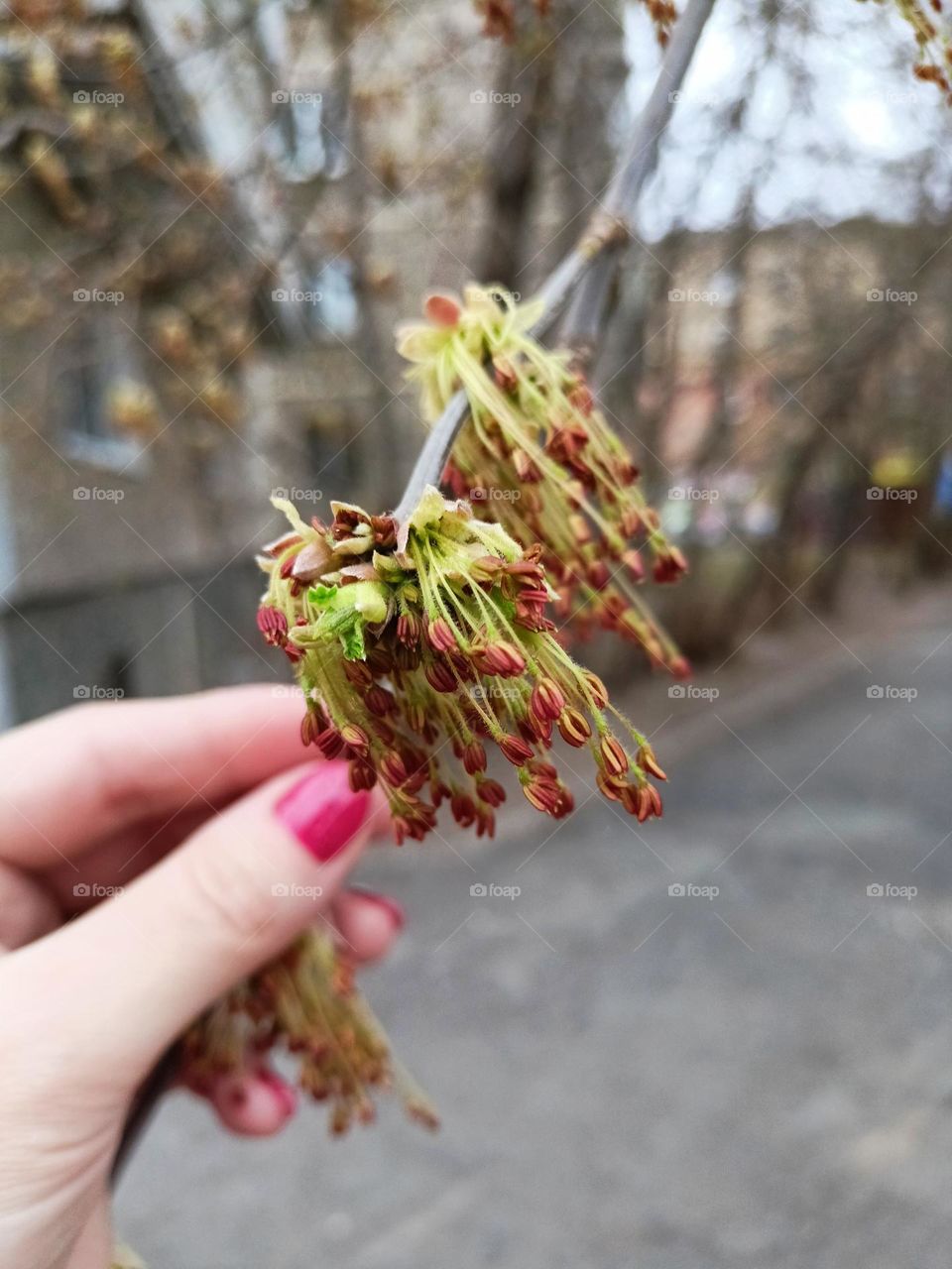 spring, trees, branch, leaves, april, may, springtime, buds on a branch, city, female hand, manicure, red, nails, hand lerdit a branch