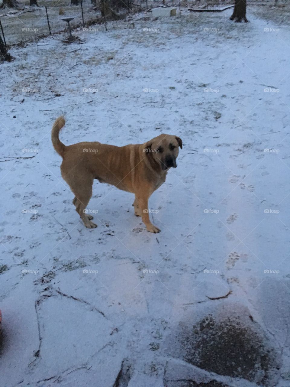 Bull mastiff in my back yard checking out the snow the next morning. He’s just looking around.