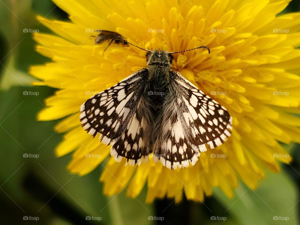 Checkered butterfly feeding on a dandelion flower.