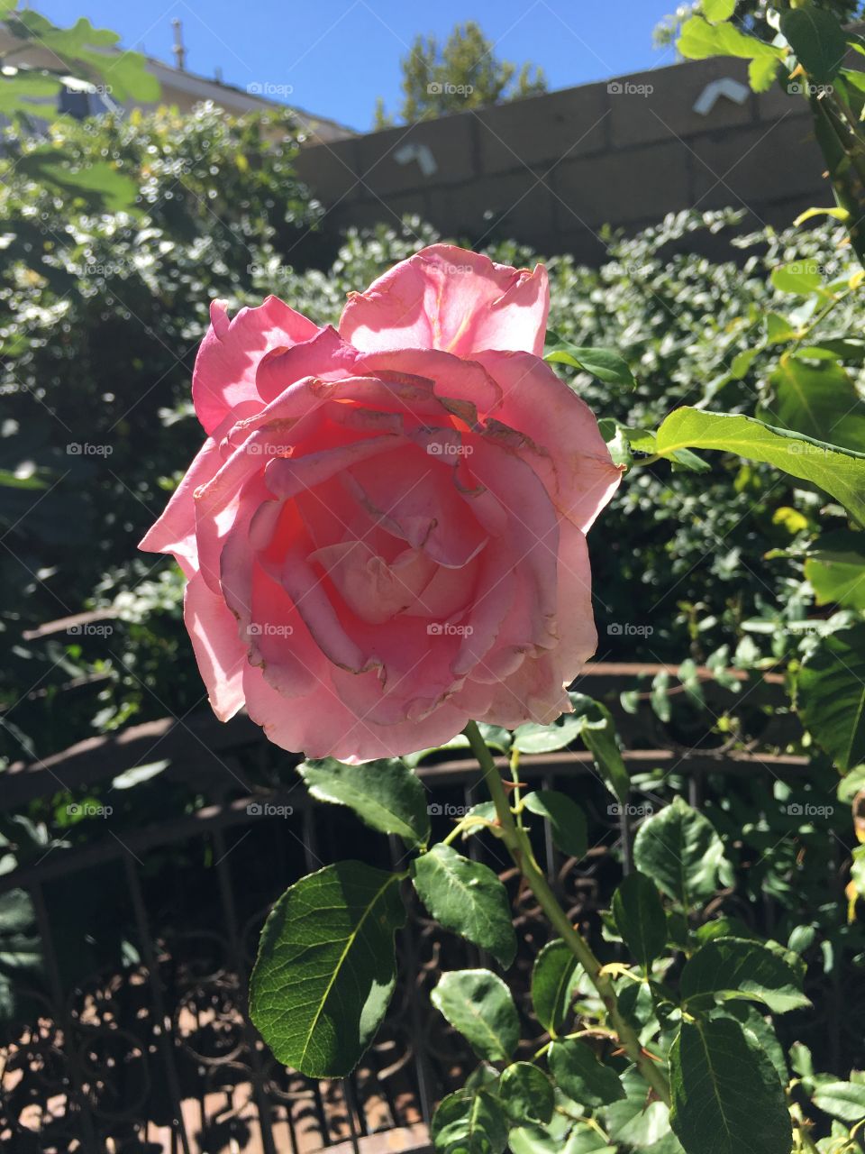 Pink rose on a beautiful fall day