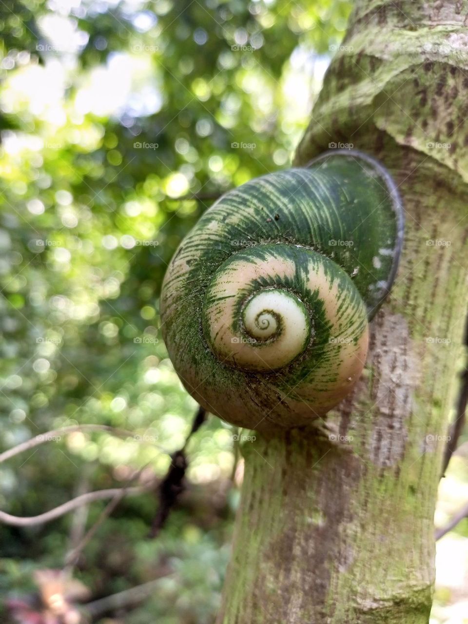 * Snail * ... A snail is a shelled gastropod. The name is most often applied to land snails, terrestrial pulmonate gastropod molluscs. However, the common name snail is also used for most of the membe