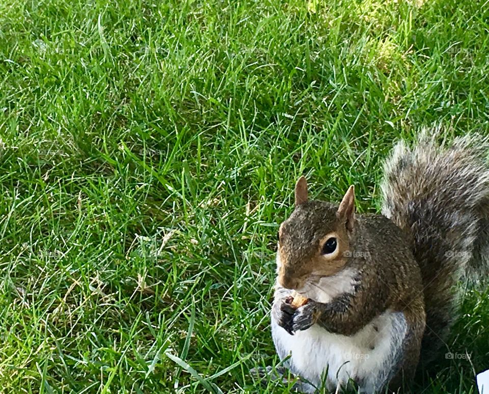 Friendly squirrel eating cracker 