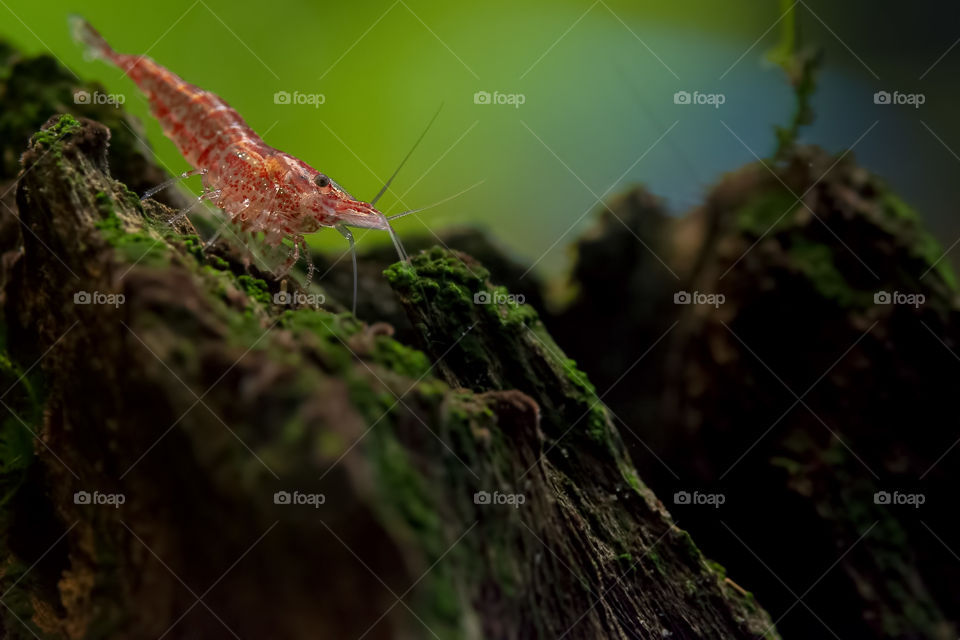 Red Cherry Shrimp on a piece of wooden hardscape in an aquarium