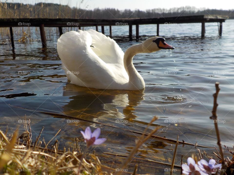Hepaticas and swan, Lithuania 