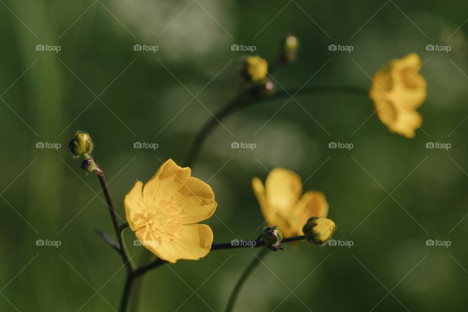 Yellow buttercup flowers in bloom