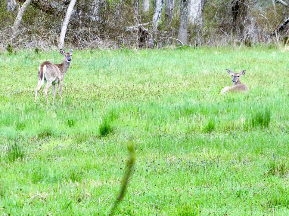 New York, Long Island, East Hampton, Deers