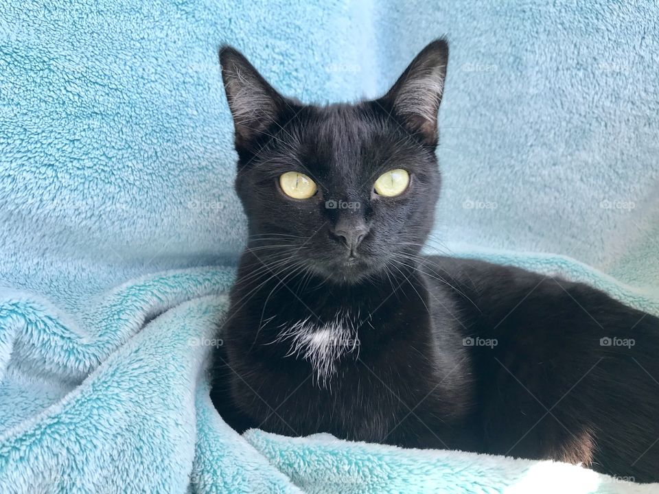 Black beauty cat laying in blue blanket. She looks so soft and majestic! White tuft of fur adds another focal point for this picture.  