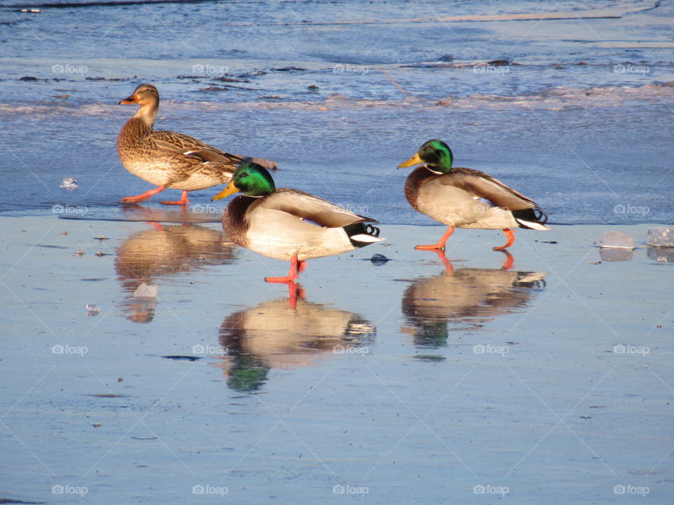 wild ducks on thin ice