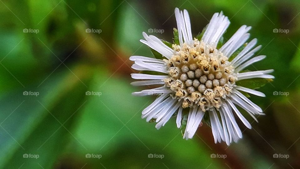 Capturing flora through macro lens