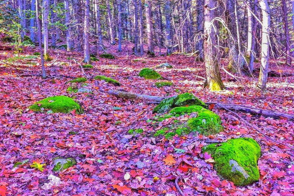 Audubon Society, Westport CT