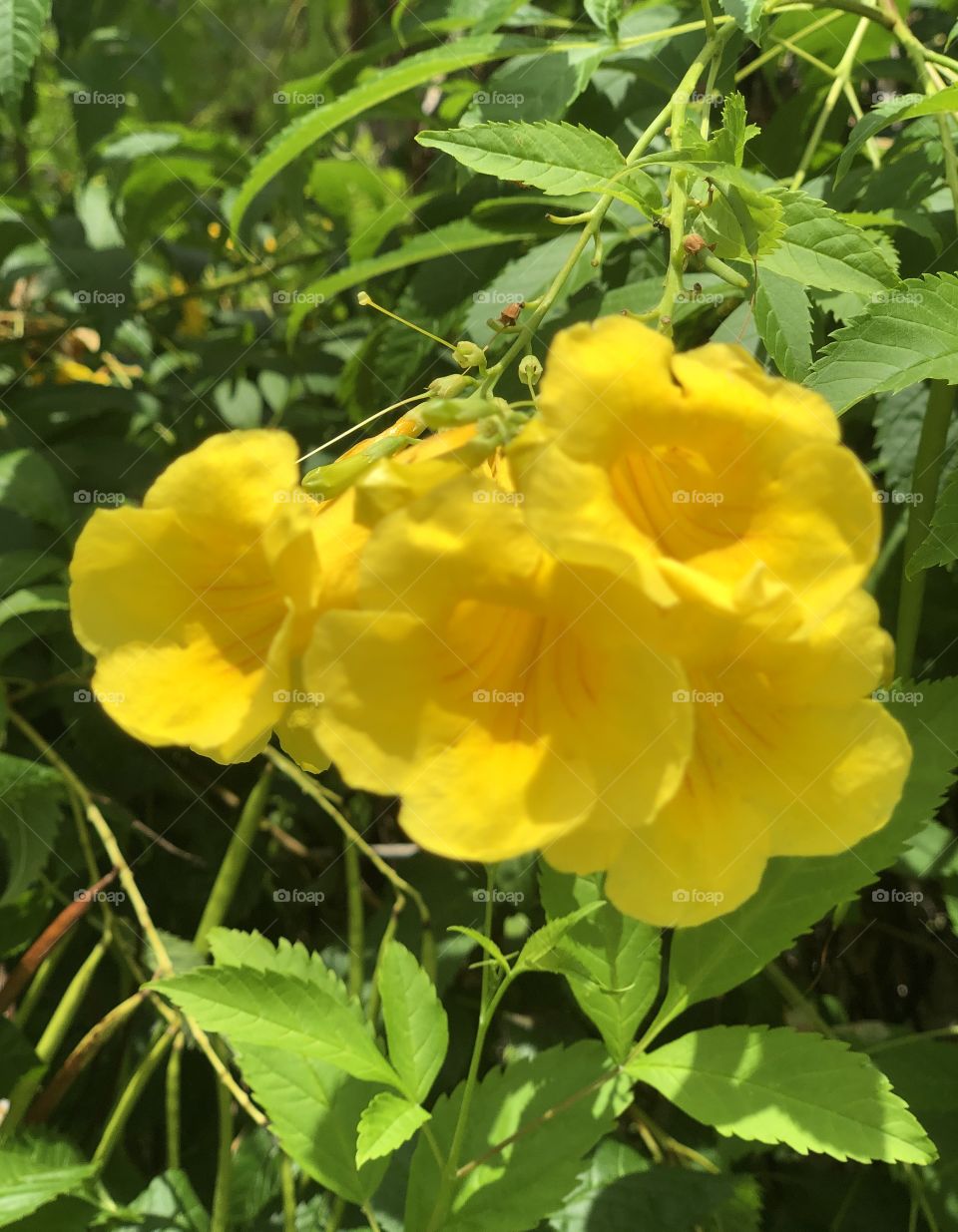 Yellow flower