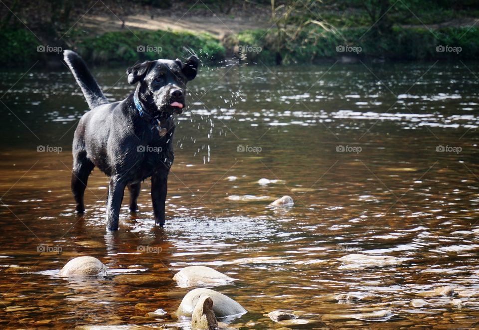 Black Lab