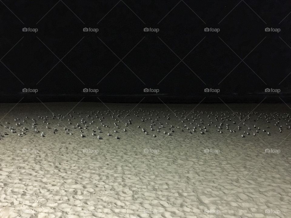 Pigeons at Bondi Beach during the night