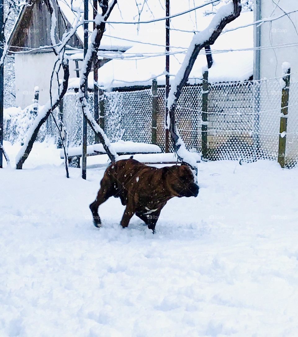 Staffordshire Terrier