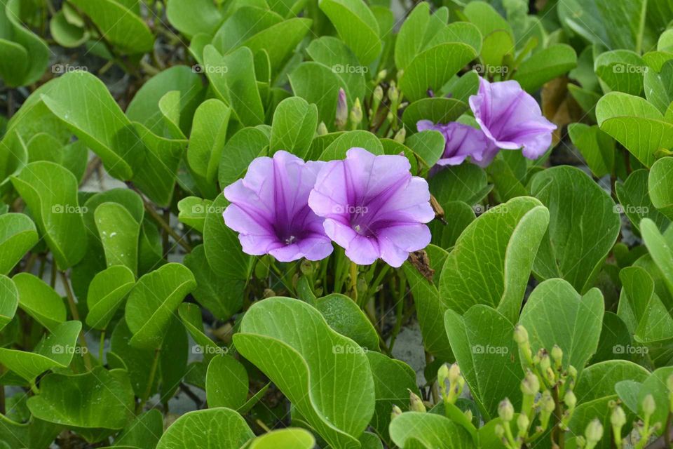 Flowers on the beach