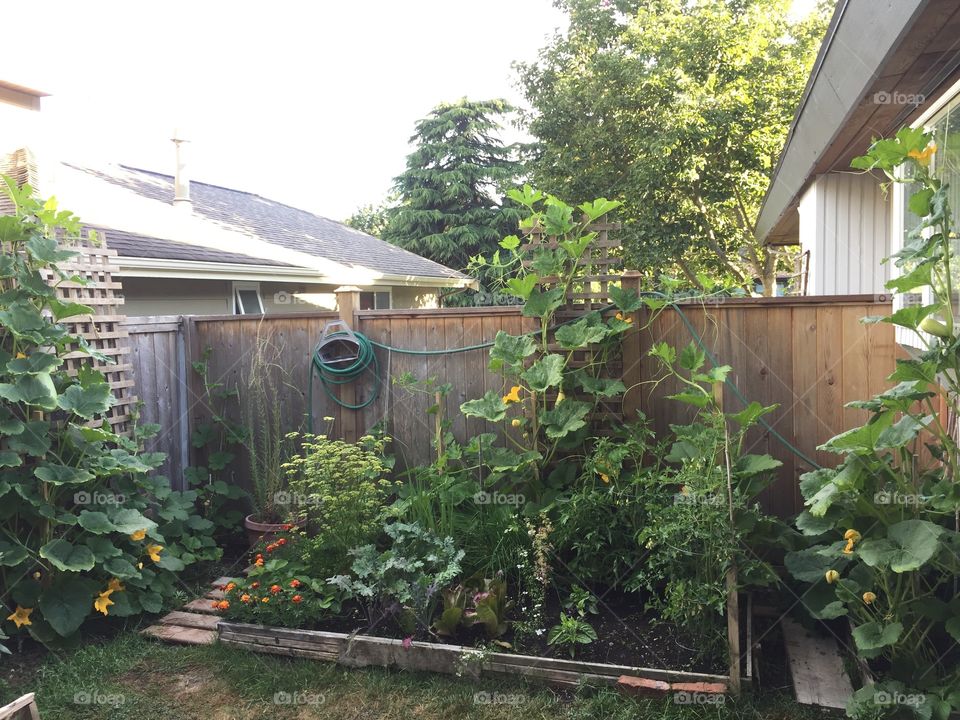 Backyard garden