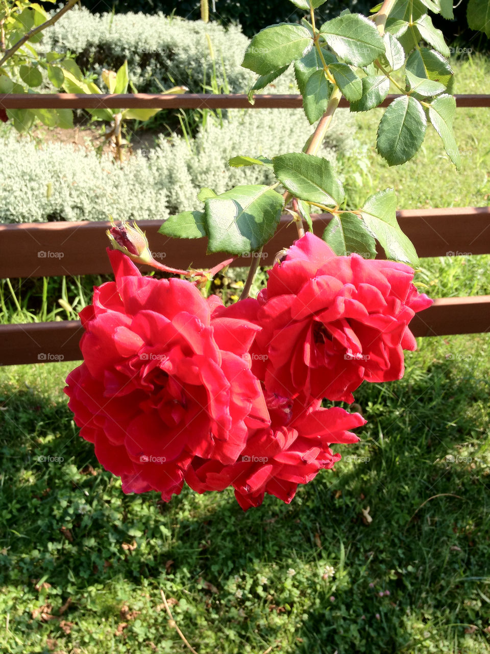 green flowers plants red by penguincody