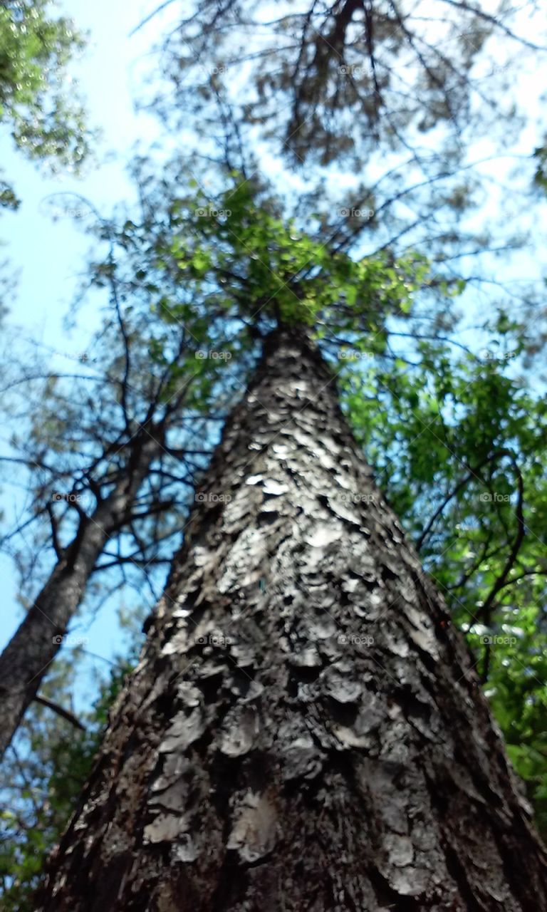 Tree, Wood, Nature, No Person, Bark