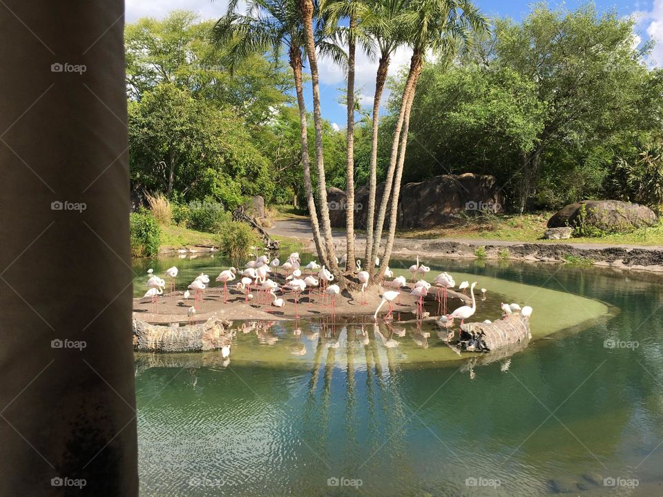 Flamingos brincando na lagoa