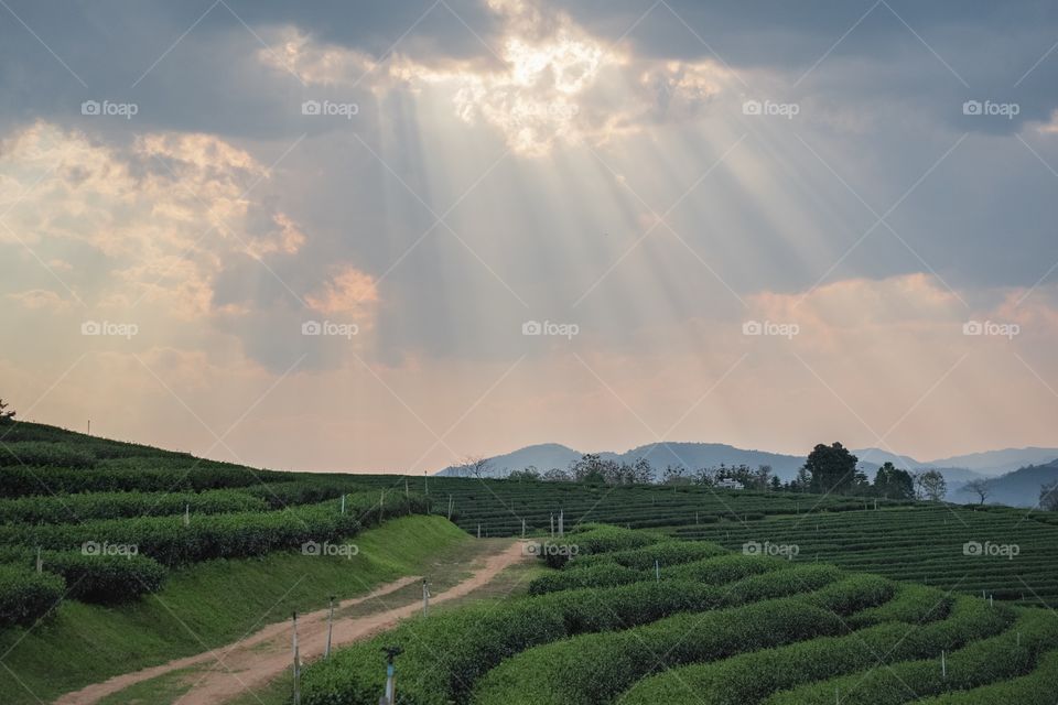 Chengrai/Thailand:February 16 2019-Choui Fong ,beautiful sun light on tea plantation 