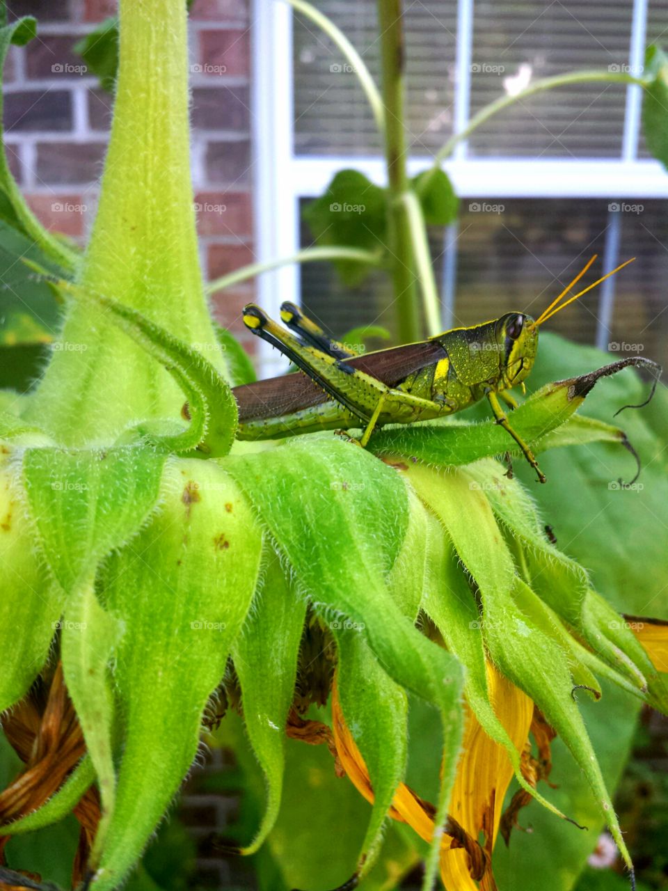 grasshopper profile