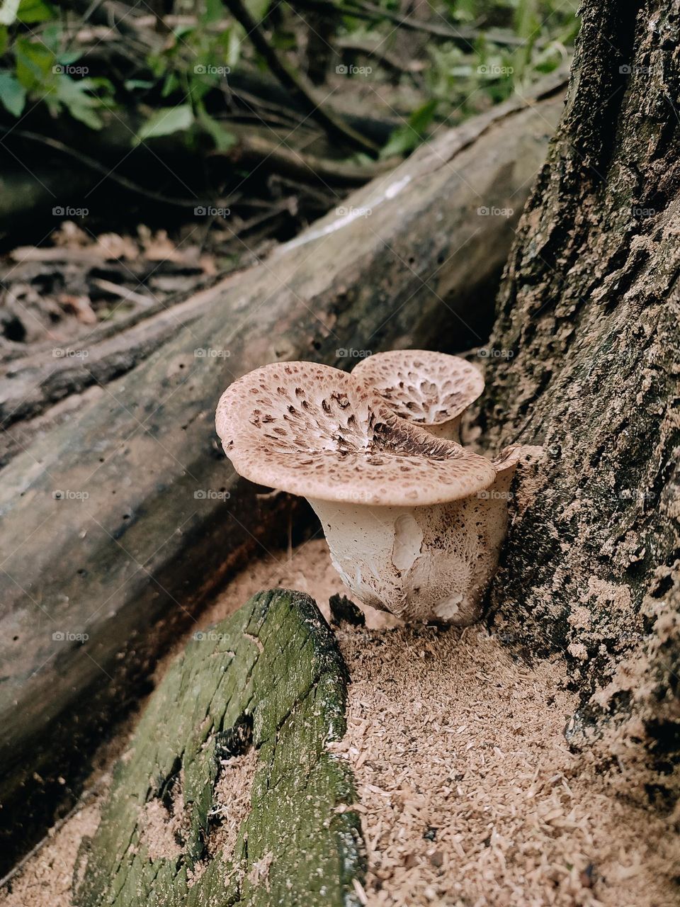 Wild mushrooms on the tree trunk Dryad’s saddle, Pheasant’s back mushroom, scaly polypore, Polyporus squamosus, Cerioporus squamosus