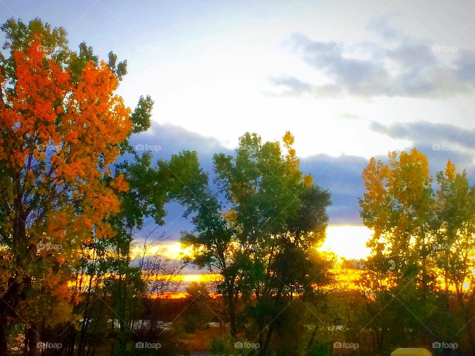 Yellow Autumn trees and sky 
