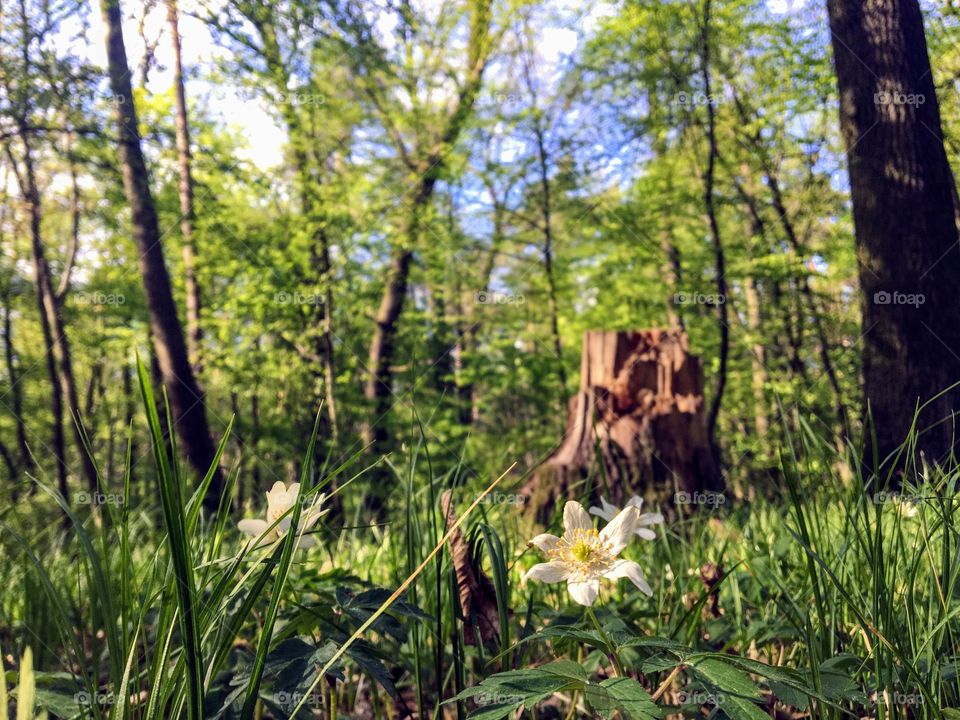 Spring forest
