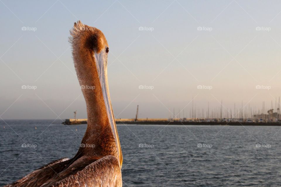 California Pelican