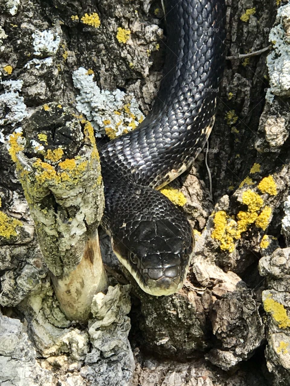 Black Snake in a Tree