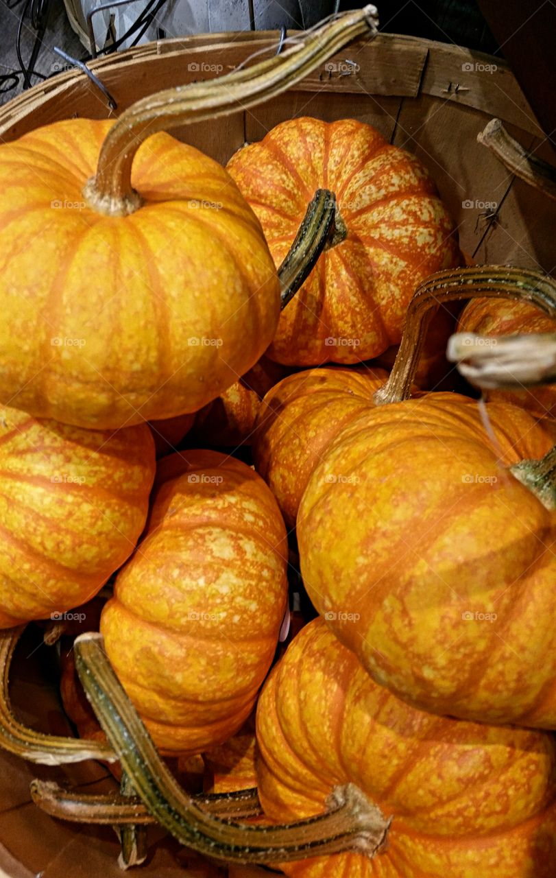 Pumpkin Harvest