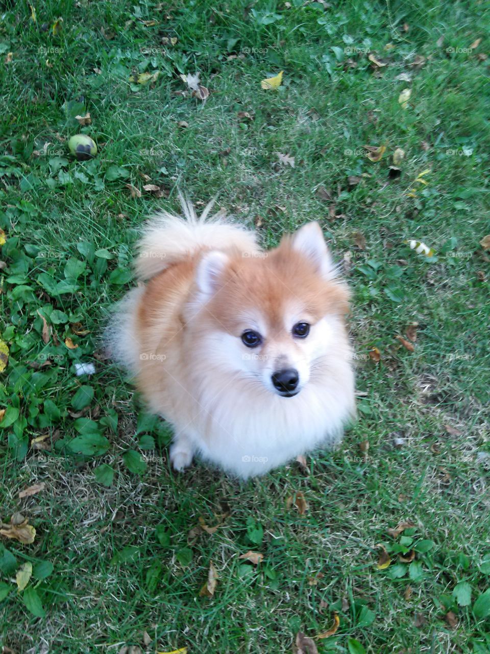 Little Fluffy Dog. Small fluffy dog sitting outside on the grass looking directly at camera