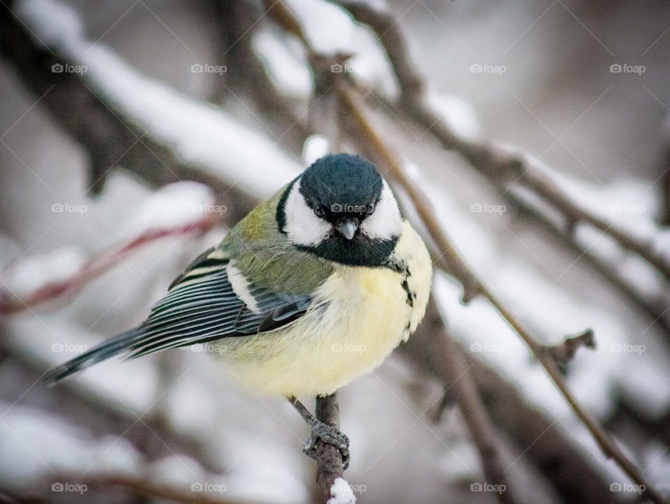 Incredibly beautiful bird